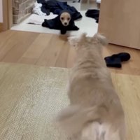 リンちゃんも興味津々