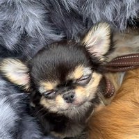 やっぱり眠い…