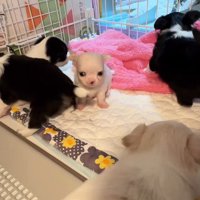 しらたま君は戸惑っているご様子