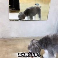 トリミング後のなぎちゃん3