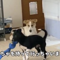 子犬がおもちゃをくわえて走る横で座る犬
