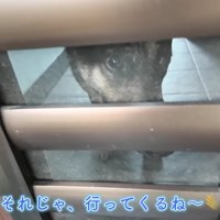 お留守番の維桜ちゃん
