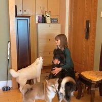 柴犬4匹の熱烈歓迎8