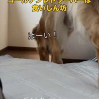 1階へ向かう犬