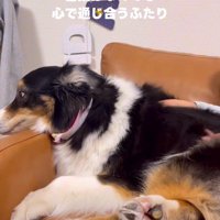 オーストラリアンシェパードのレアちゃん