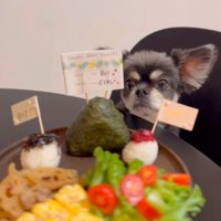 目の前に置かれたごはんを見つめる犬