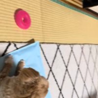 ビビちゃんを遊びに誘うイヴちゃん9