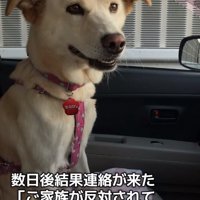 車内にいるきなこちゃん