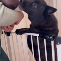 赤ちゃんの頭を舐める犬