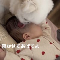 赤ちゃんの髪の毛を舐める犬