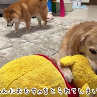 うにくんがおもちゃを奪取