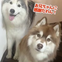 並ぶ2匹の大型犬