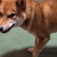立ち去るポン太くん