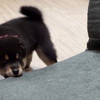 さっそくイタズラに夢中