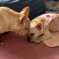 フレンチブルドッグに顔を近づける短頭種の犬