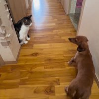 猫ちゃんと初対面