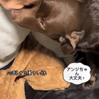 女性を鼻でつつくラブラドール