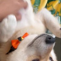 仰向けになって撫でてもらう柴犬