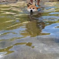 初めて犬かきする柴犬