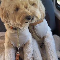 顔を寄せる2匹の犬
