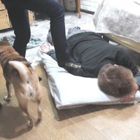 演技だと気づき、立ち去る2匹