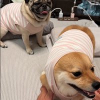 話を聞く2匹の犬
