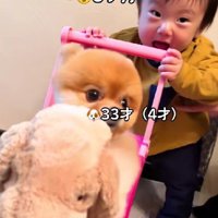 手押し車で遊ぶ赤ちゃん