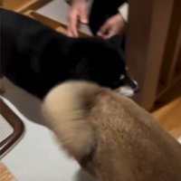 なでられる黒い犬