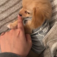 触ったのが飼い主の手だと確認する子犬