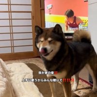 舌を出すしゅんくん