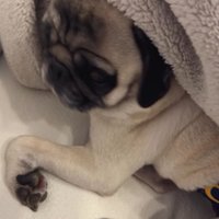 ブランケットの中に入っている犬