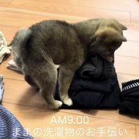 畳まれた服を咥える子犬