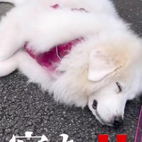 道で寝ちゃった！？