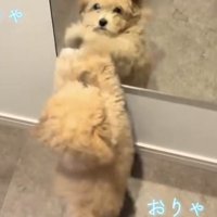鏡をひっかく犬