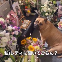 「レティちゃんに聞いてみな」
