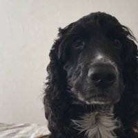 サイレンが鳴った時のルークくん9