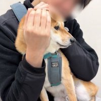 横目で周囲を見る犬