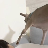 前足を近づける犬2