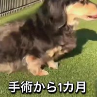 手術から約1か月後