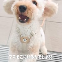 立ち上がる犬