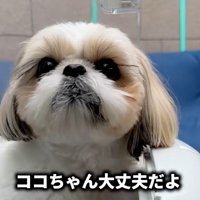 飼い主さんを見るココちゃん