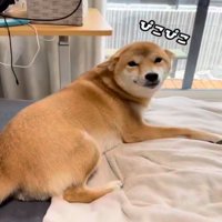 うれしそうな犬