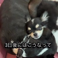 人懐こいりくちゃんに…