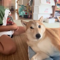 何度も見るもっぴちゃん