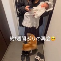 クルクル回るおもちくん