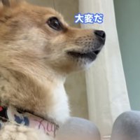 窓の外を覗く犬