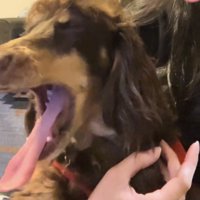 大きくあくびをする犬