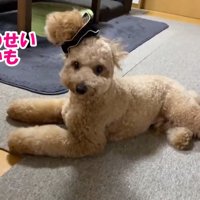 「何も取れないし、気のせいかも？」