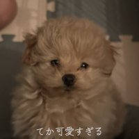 ポコくんの耳の変化4