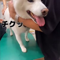 注射を打った時のだい吉くん4
